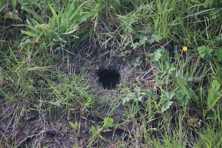 Water Vole Entrance