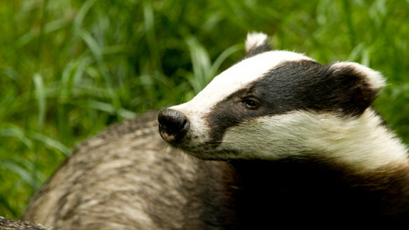 Close-up of a Badger's face