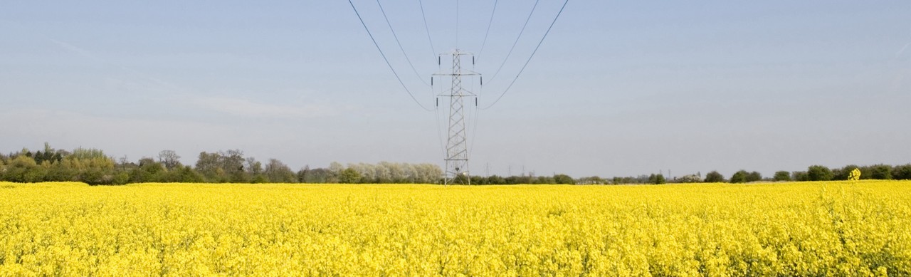 Rapeseed field