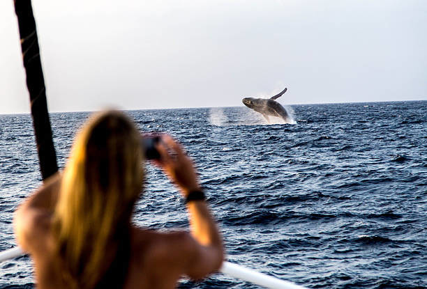 Whale Watching Cruises