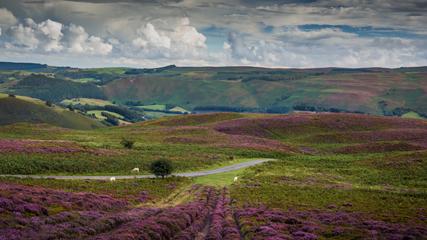 Heather on moors in Clwydian Range and Dee Valley AONB - 427x240 Sheep grazing along road in heather fields with green hills in the background