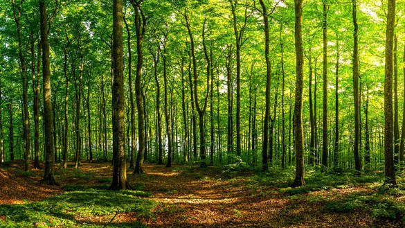Beautiful green sunlit forest for National Grid article